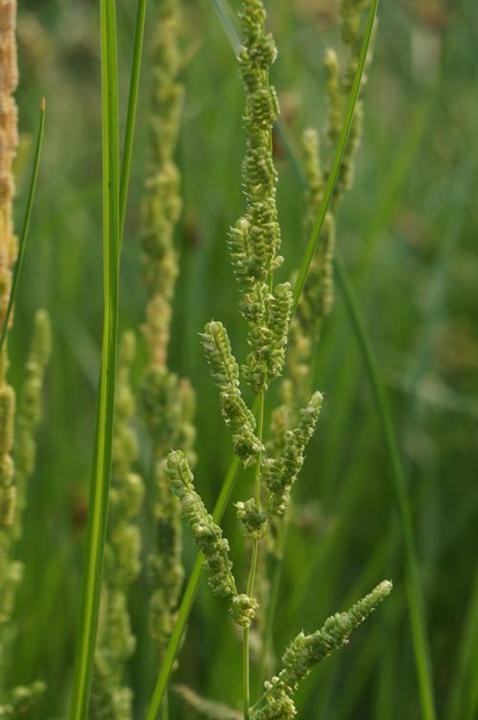 麦田除草正当时,对"草"用药最关键——杂草你是谁?