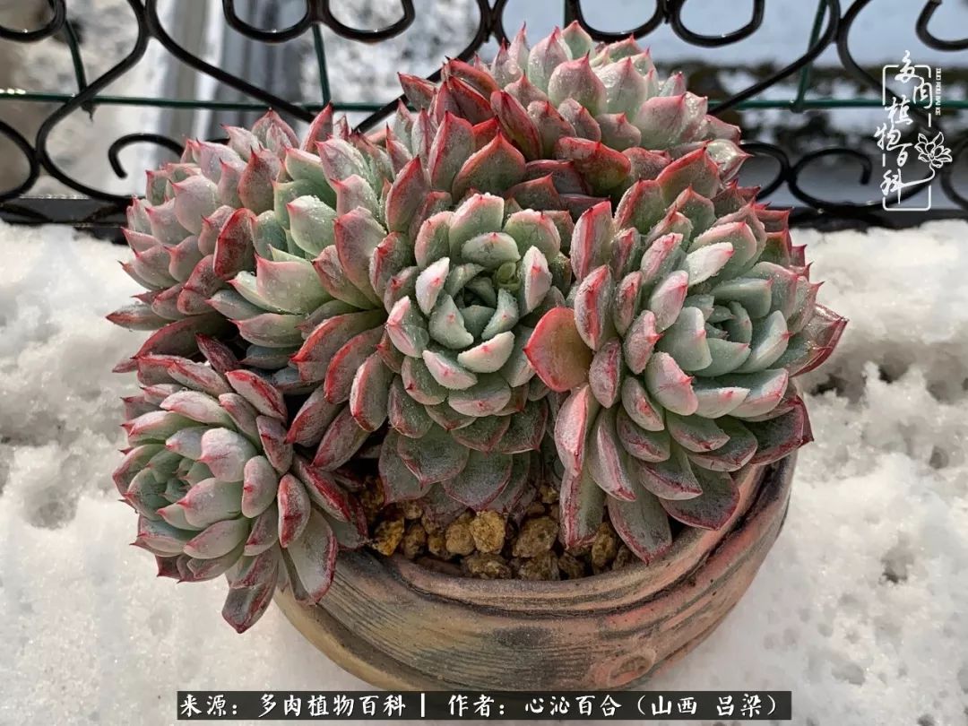 寒冬腊月冰雪下的多肉却越发的生机勃勃