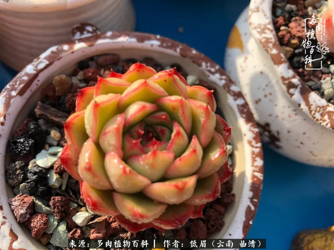 危难中淡定聊多肉,静待春暖花开!_人民号