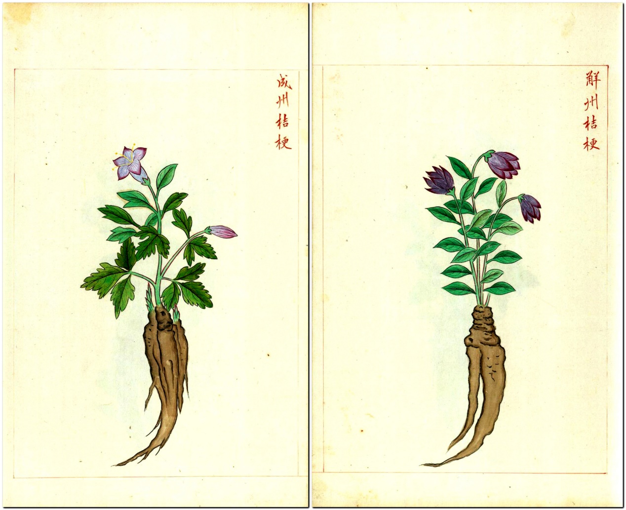 此古代画册可以当植物百科图来看也可以当成工笔和彩铅绘画范本