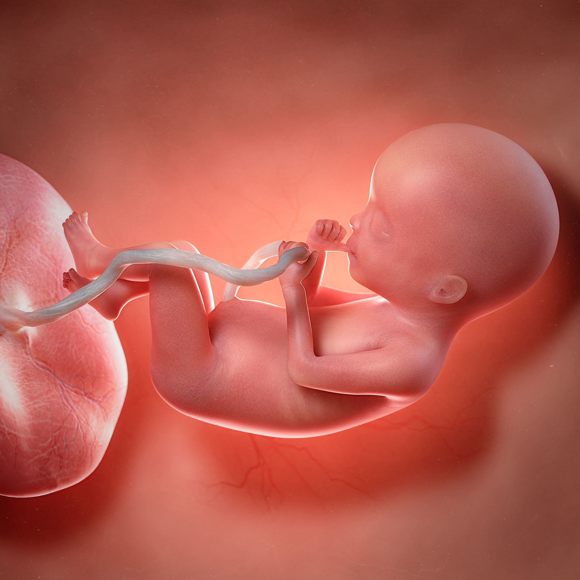 胎儿三个月时,这些特征已经基本"定型",后期再想改变很难