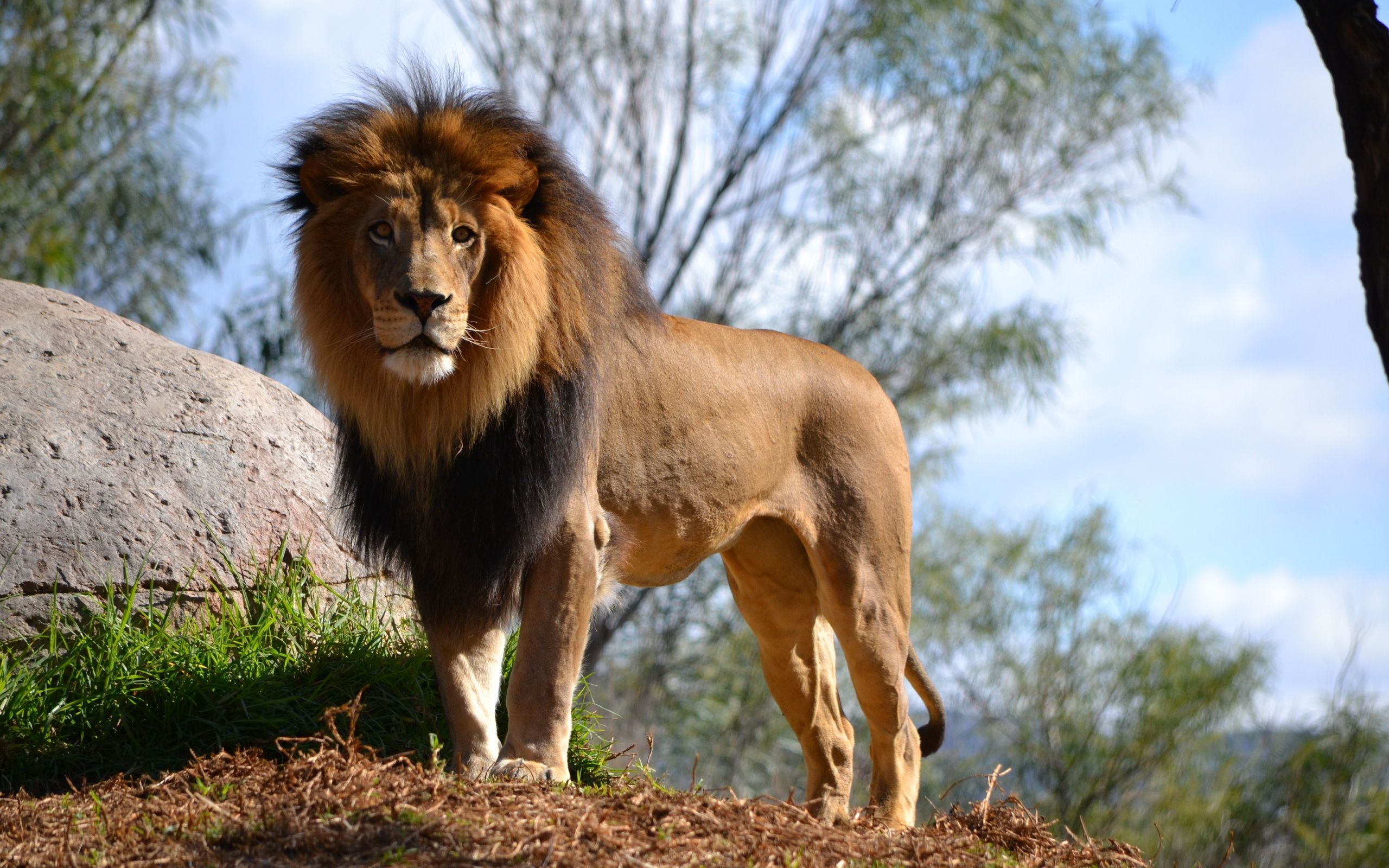 一头壮年的非洲雄狮,至少能杀死几头东北虎?