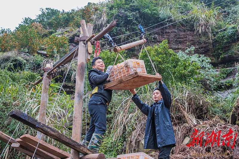 洗溪镇能滩村椪柑种植营销大户杨世安正在用索道从高山上往下运送椪柑