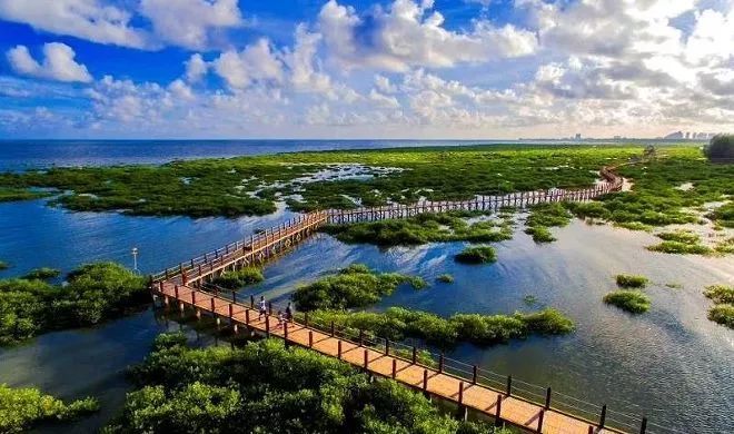 广西北海这地有会"生孩子"的树,能赶海拾贝,你去过吗