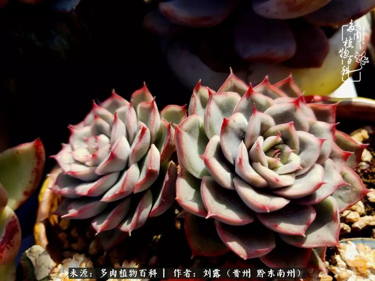 武仙座