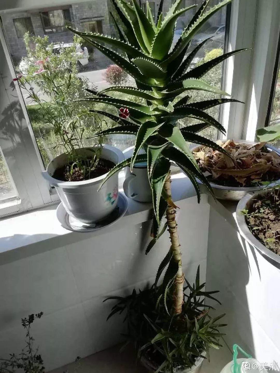 25年的芦荟,长成胳膊粗大老桩,年年开出"吉祥花"!