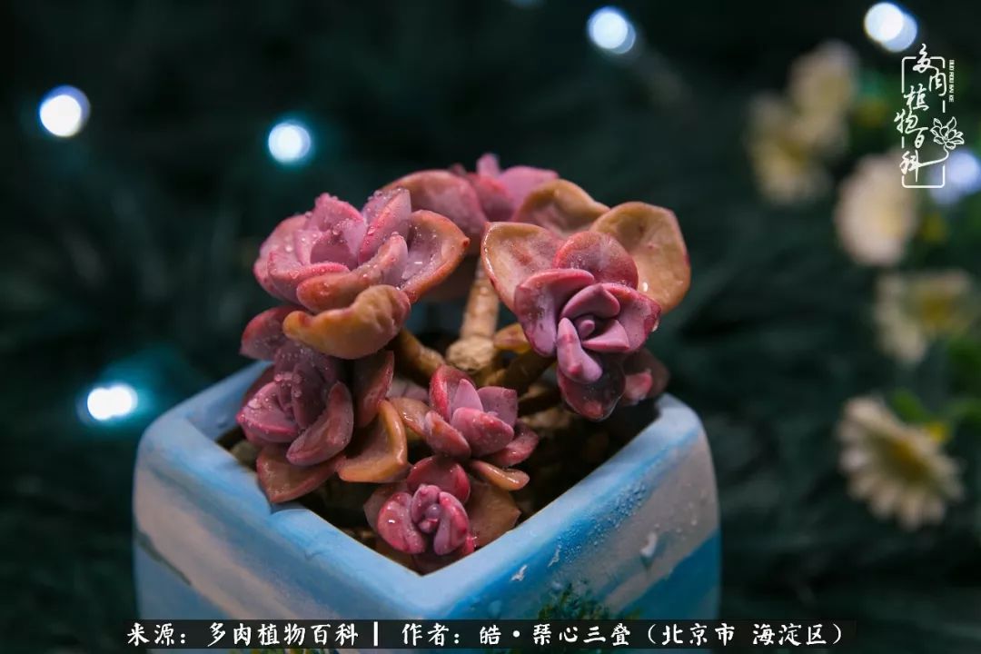 赏多肉之美,抗新冠疫情(附多肉养护心得)