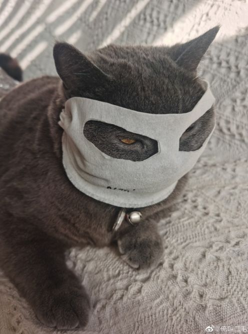 这只猫火遍了全世界……竟是因为一个口罩?还有大神把