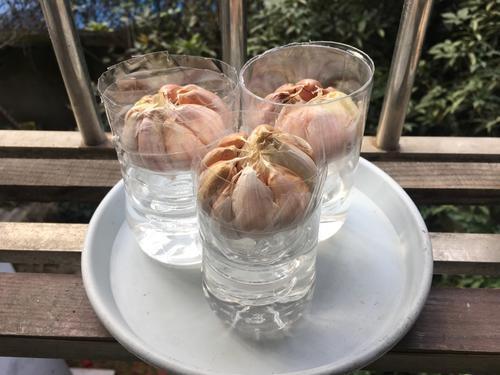 一个矿泉水瓶种出一茬蒜苗开了好几茬真耐吃