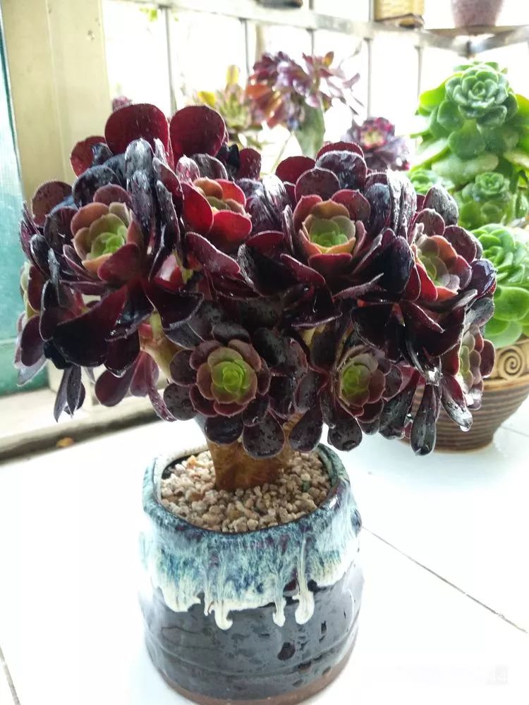 欧紫缀板朵朵,只要你给它时间,你的期待终会实现.