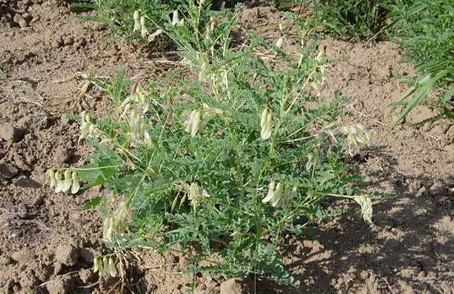 黄芪全套种植方案,很实用,建议收藏