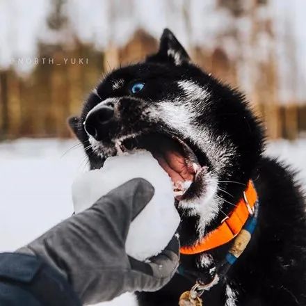 网友带三只哈士奇到雪地,没想到狗子是一个比一个沙雕