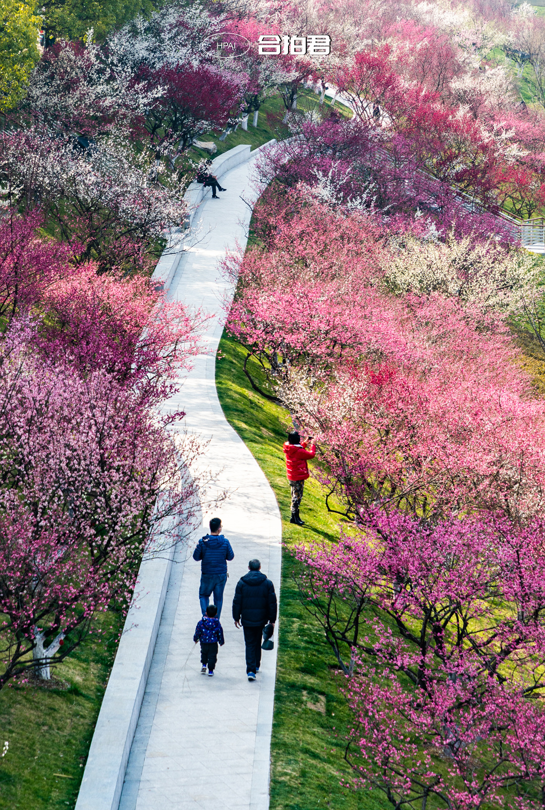 合肥匡河梅花林,告诉你什么叫繁花似锦?花开如海!