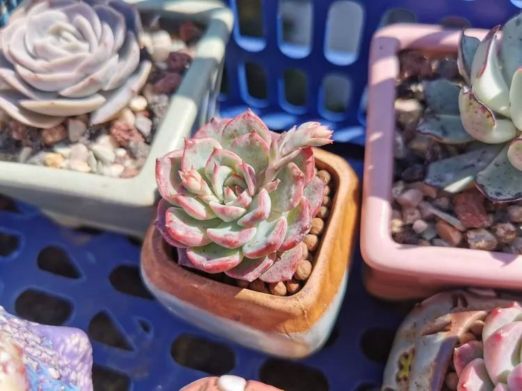 海棠花,此海棠花非彼海棠花哦!