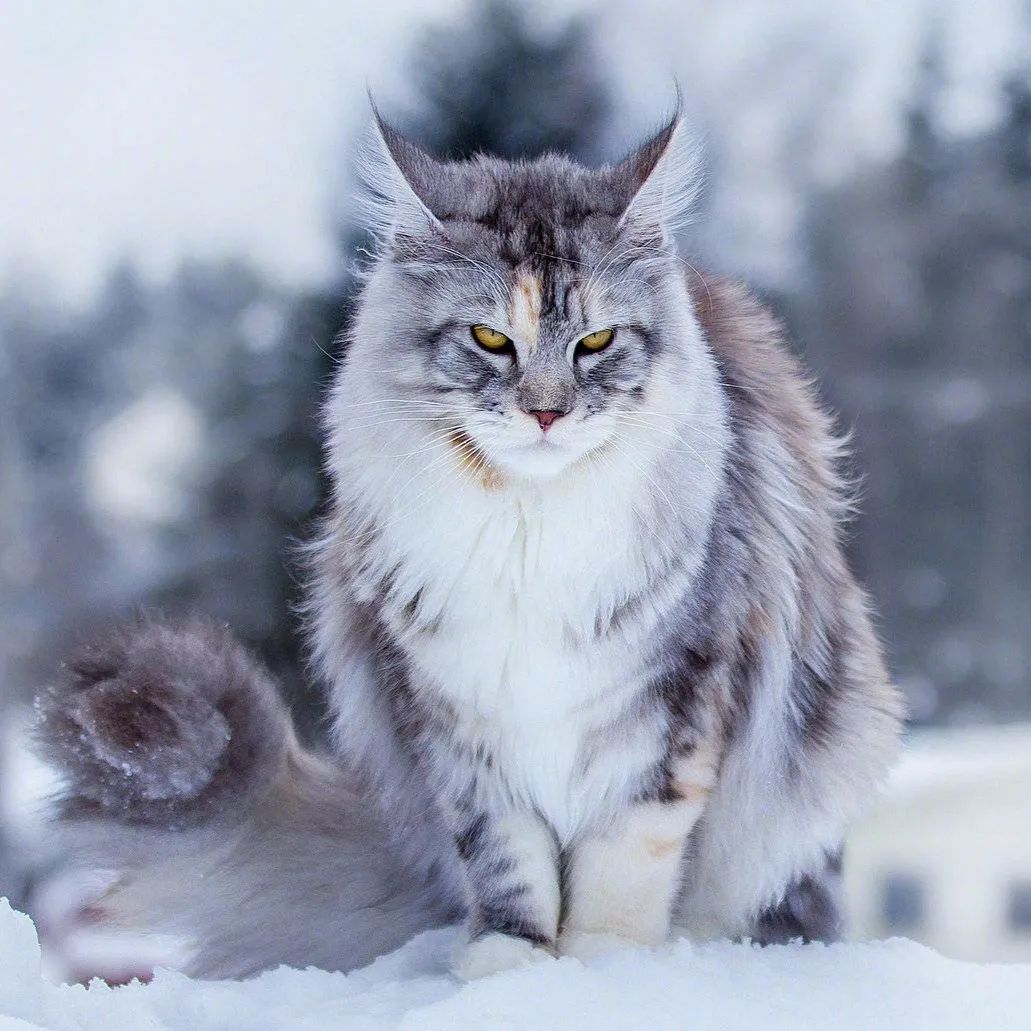 美国最古老的猫种缅因猫:霸气的外表温柔的心,没有人不为它着迷