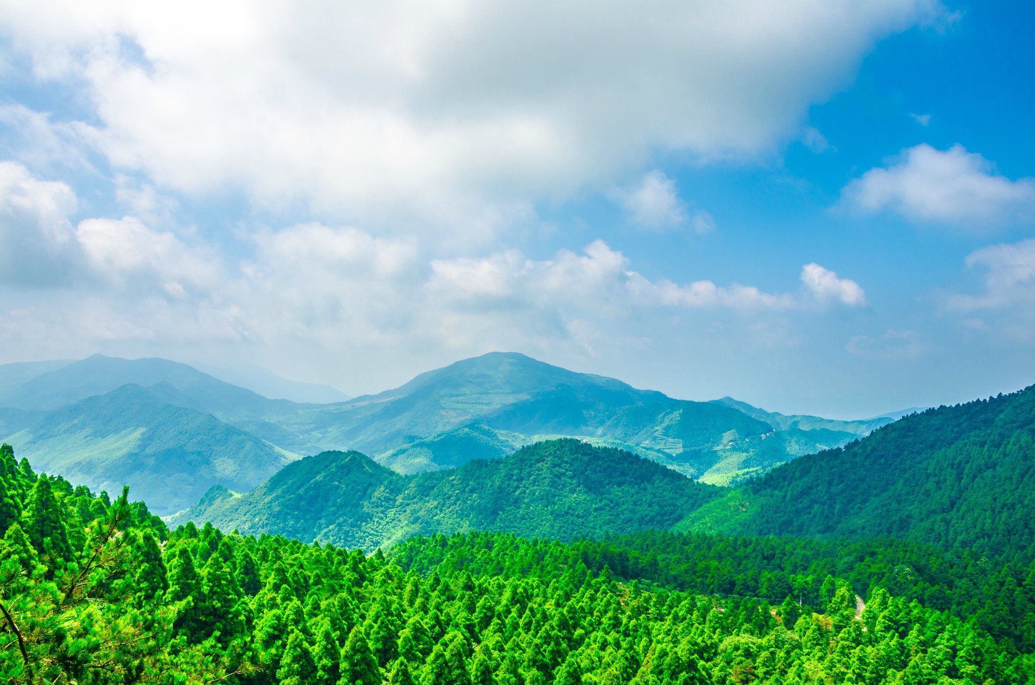 天台华顶国家森林公园,天然的植物资源宝库,云锦杜鹃林最负盛名