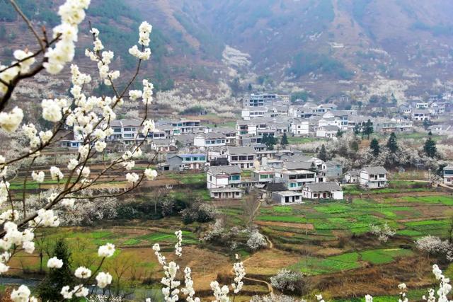 看毕节赫章县平山乡江南村樱桃花盛开地方