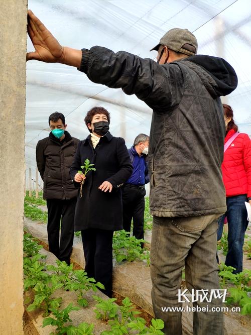 张淑青在正定县许香村种植大户韦永刚的大棚里做技术指导.