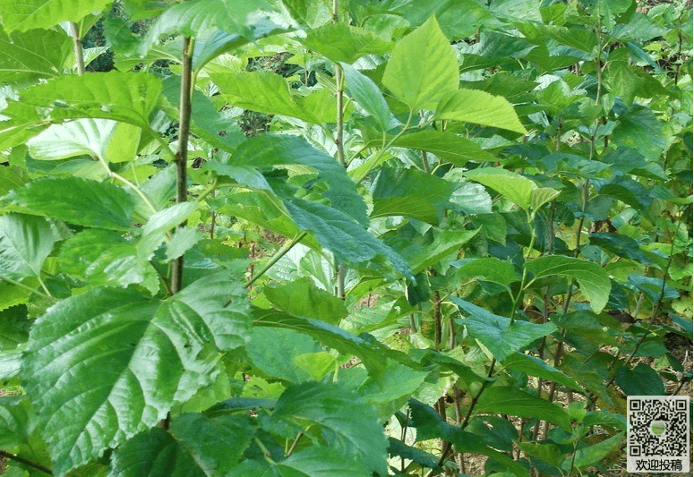 2,发现野蚕,桑螟等害虫卵块时,应及时刮除;3,发生桑白蚧,膏药病的桑树