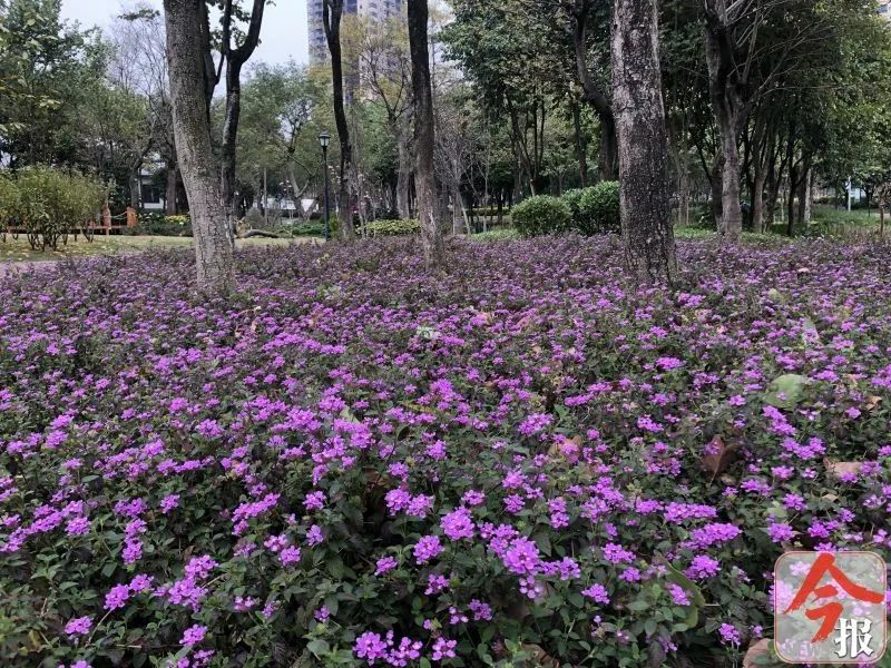 龙城繁花争艳!为了健康,我们在家来场"云赏花"吧(多图)