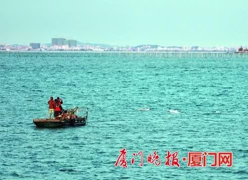 最近,我市小嶝,土屿,东渡等多个海域出现了白海豚频繁出没的美丽情景