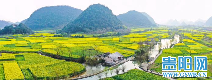 近日,安顺市鲍屯村的油菜花盛开,黄花,碧水,群山,村舍相映成趣,透出