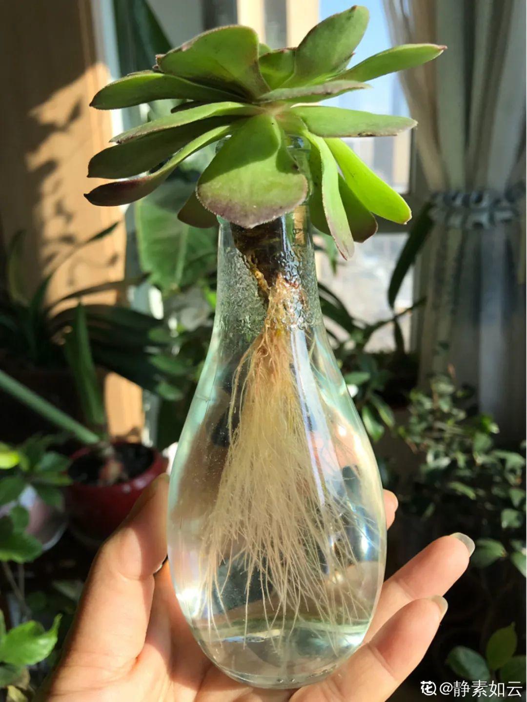 最难养的7种花,丢水里反而蹭蹭长,根系长满瓶!