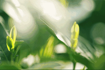 茶叶中含有多达500多种的化学物质,包括茶多酚,茶氨酸,咖啡碱,维生素