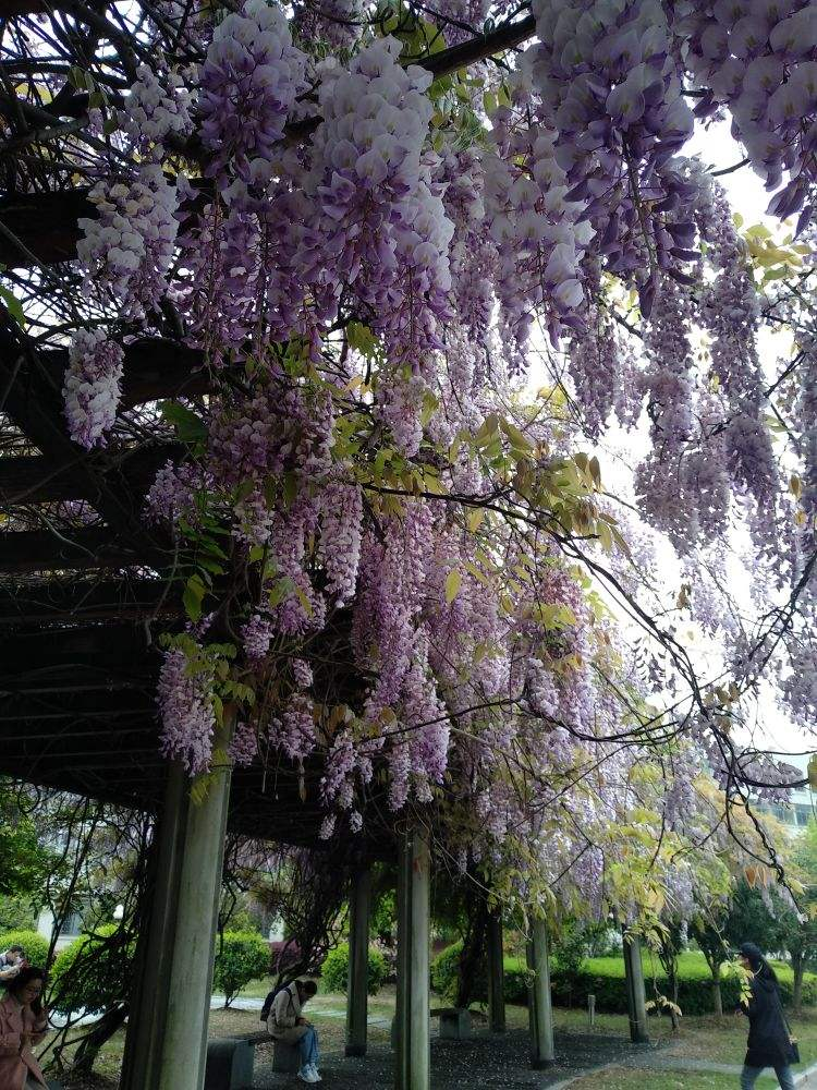 院里养棵紫藤花,长成一条"花走廊",浪漫又梦幻