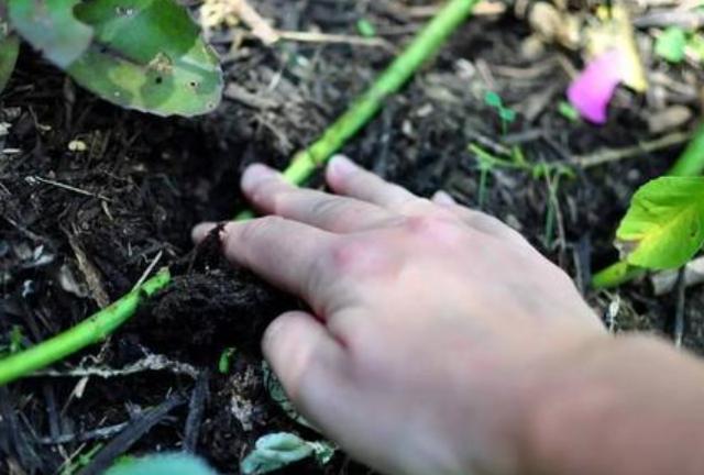 居家盆栽植物如何繁殖学会空中压条的技巧生根发芽率高