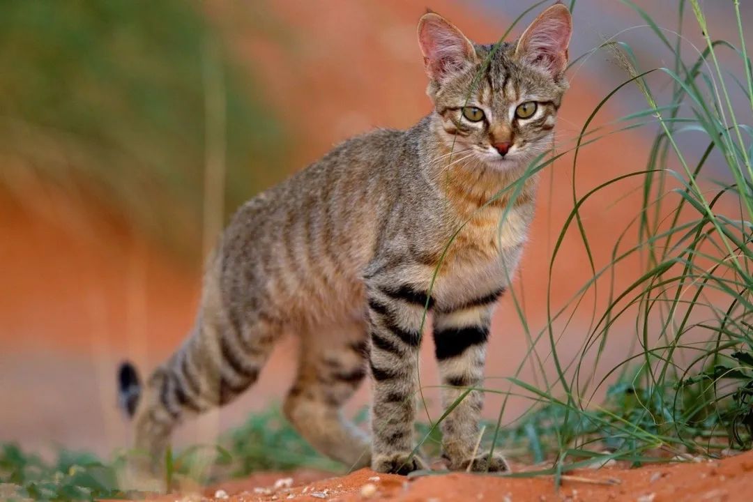 图为现代非洲野猫,现今家猫大多来自非洲野猫谱系 从此猫习惯了徘徊