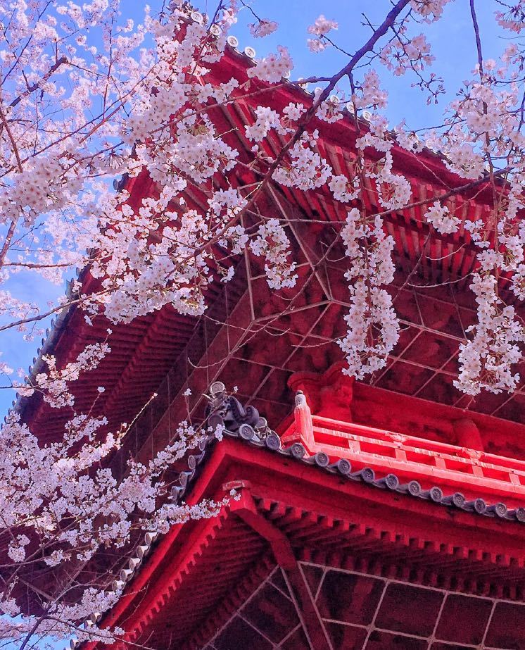 日本最特别的寺庙,樱花与寺庙美景并存!还是最灵验的求子圣地