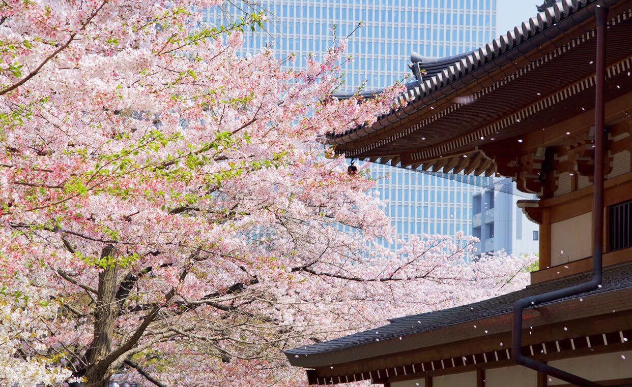 日本最特别的寺庙,樱花与寺庙美景并存!还是最灵验的求子圣地
