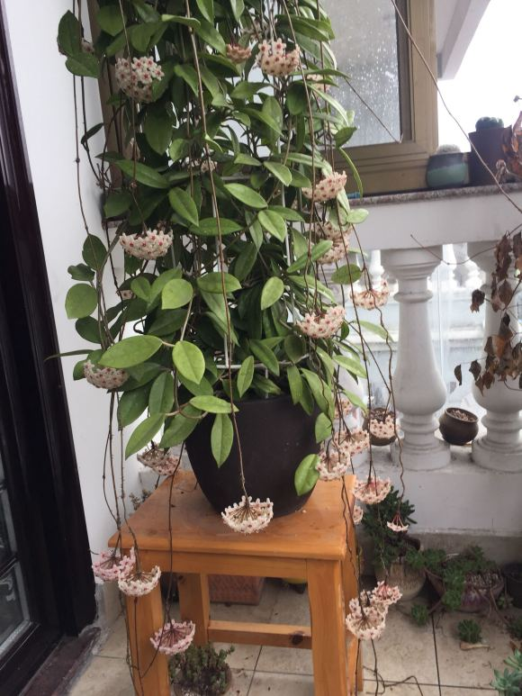 球兰是爬藤植物的代表,其实爬藤类的植物很多,不过多数都是适合养在