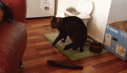 猫咪见了黄瓜就"炸毛"飞起来!原因谁都没有想到