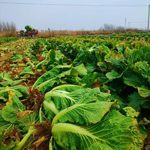 大白菜节水种植方案,从选择品种到病虫害防治,建议收藏