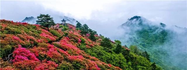 麻城·龟峰山杜鹃花海