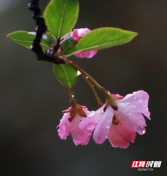 郴州三月雨中的花花世界