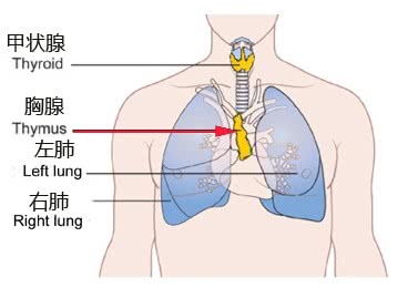 胸腺的位置及相邻关系