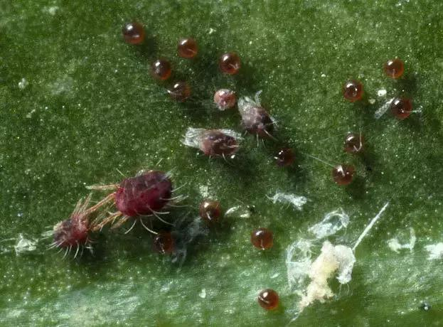 养护遇到红蜘蛛,一块蚊香就搞定,虫卵都能杀死,有效又