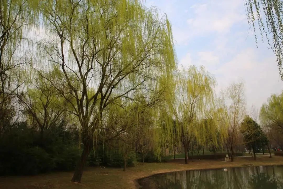 一到春日,西电的柳树便新绿染梢,荫荫滴翠,柔枝宛转,莺啼燕舞.