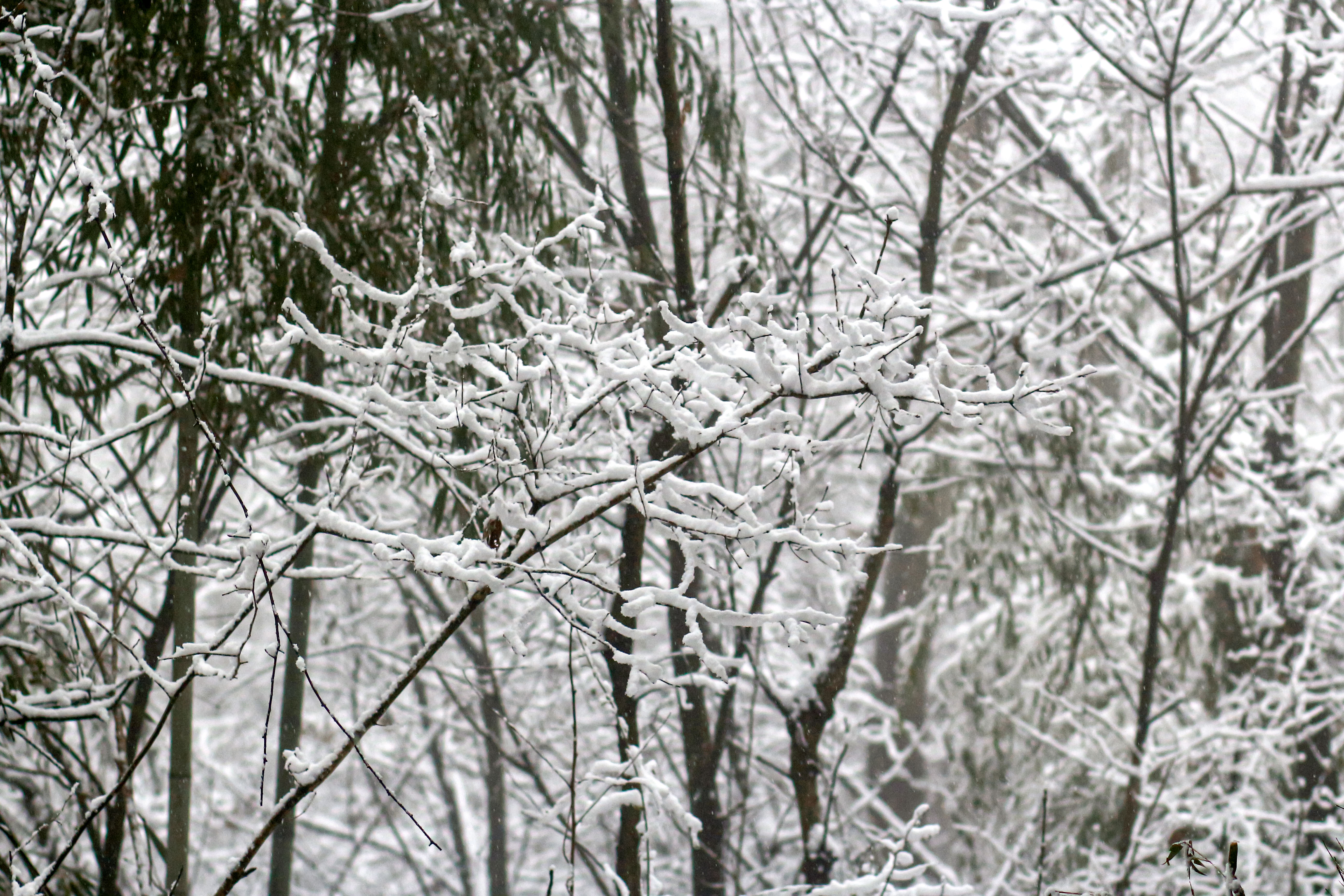 大雪过后的竹林美景,山村雪景实拍,唯美的伏羲山里人家