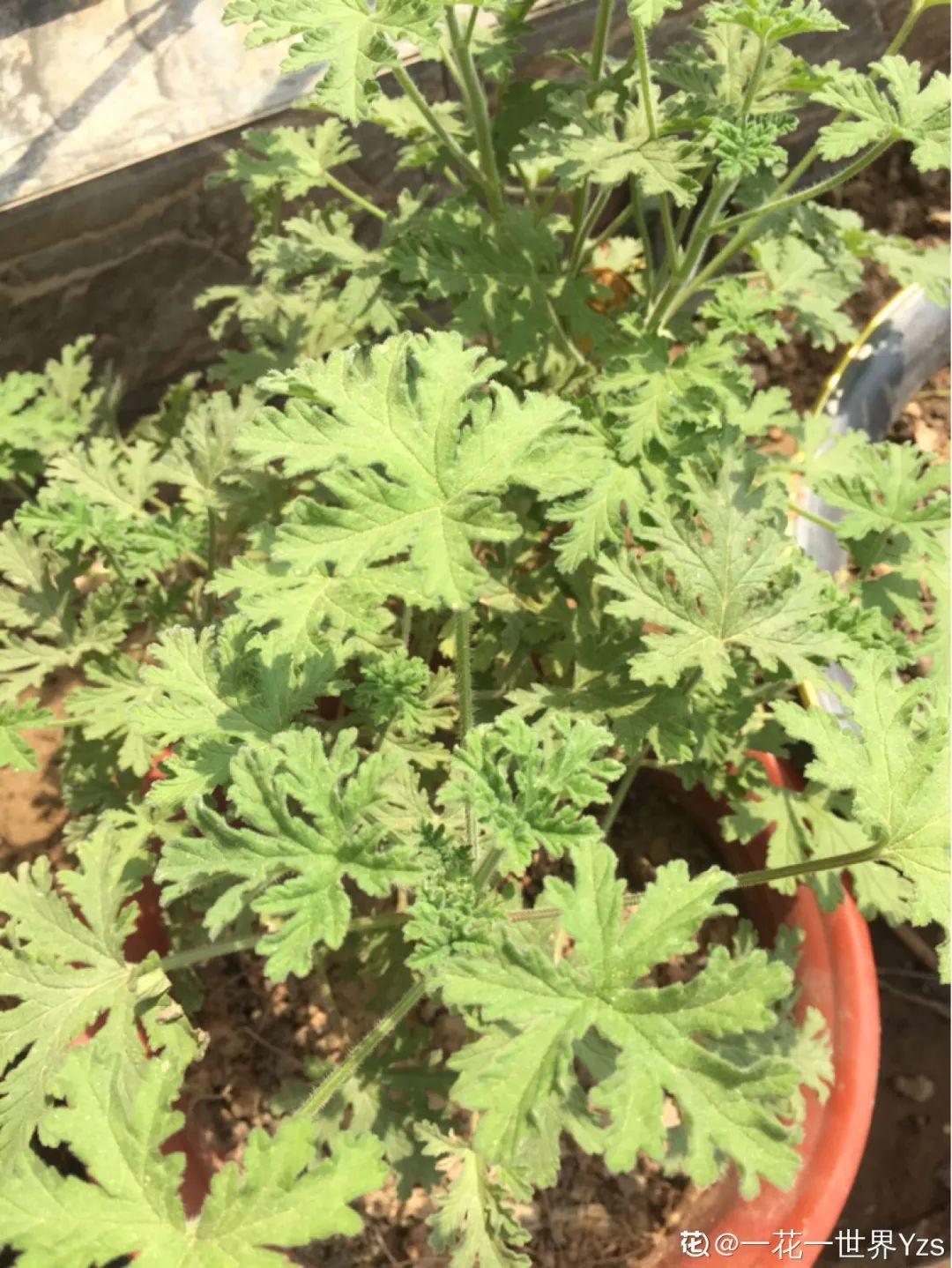万年青含有一种叫强心苷的物质,这种散发出来的气味是蟑螂特别讨