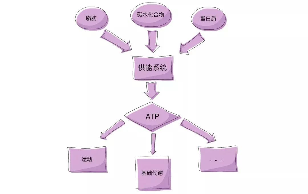 一般认为运动有三大供能系统通过酶的催化作用把身体中的异化能源(糖