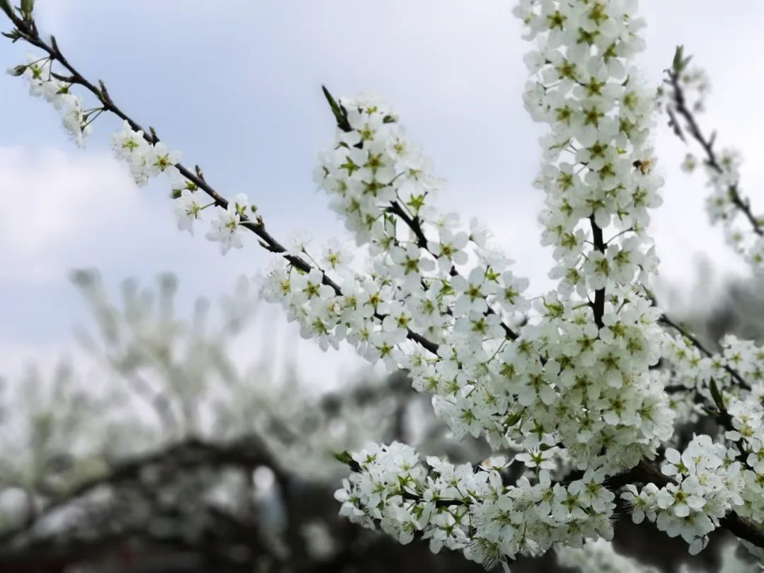 重庆李花满山雪,没有樱花灿漫桃花娇艳,构成了山城春日唯美画卷