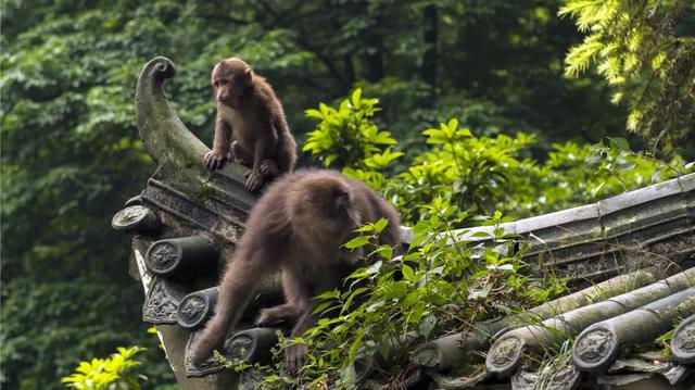 峨眉山的猴子坐不住了,原来就是因为这个