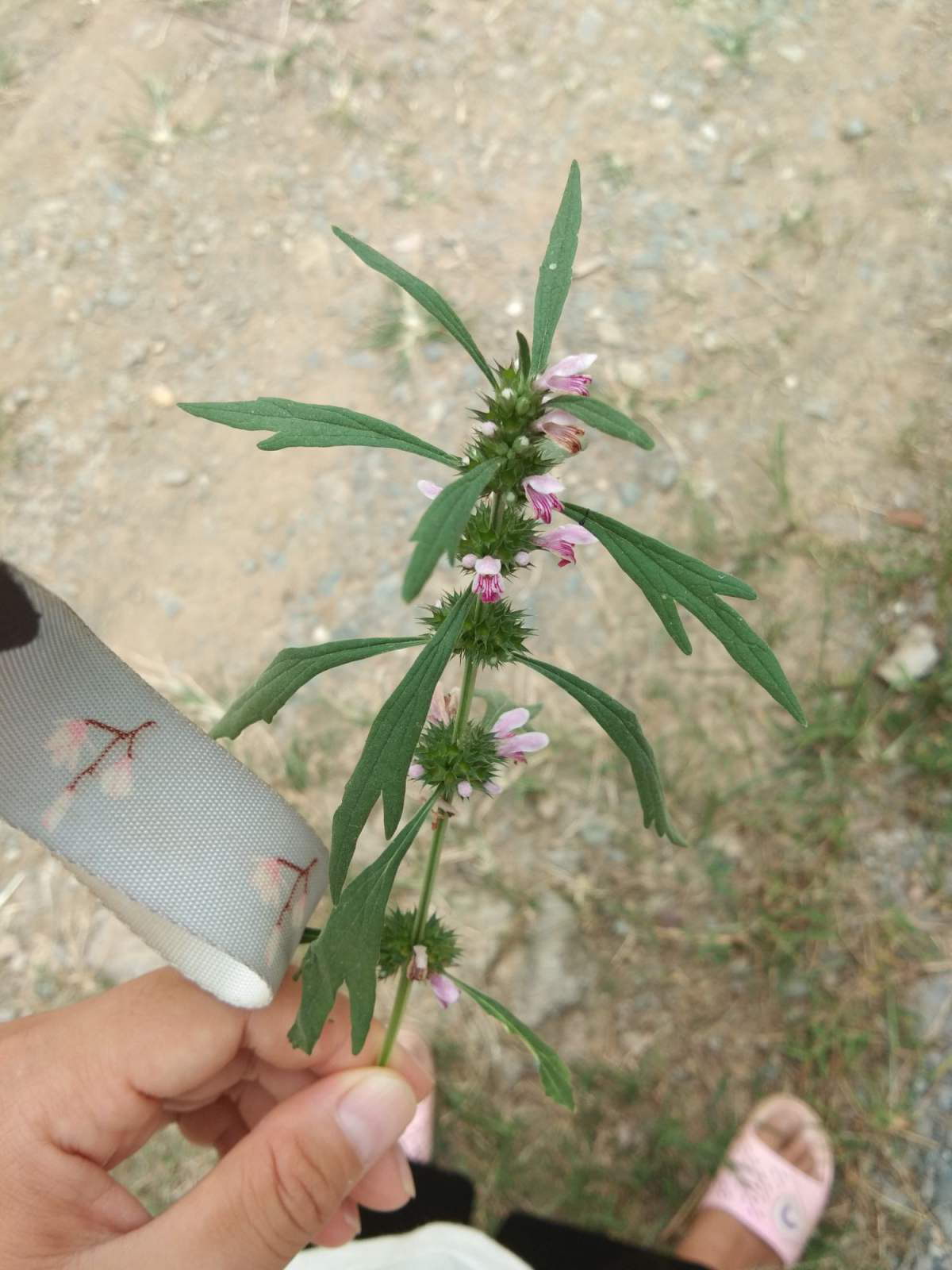 野生益母草能吃吗?看见赶紧采回家,能赏能吃作用大!