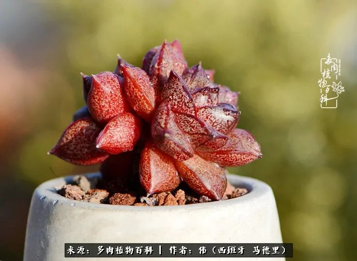 在美丽的伊比利亚半岛,生活不仅是眼前的疫情,还有阳台上的多肉