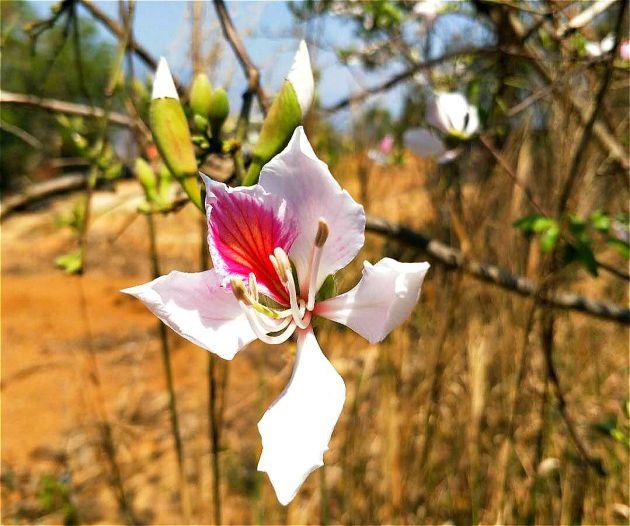 龙陵山野白露花开惹人醉