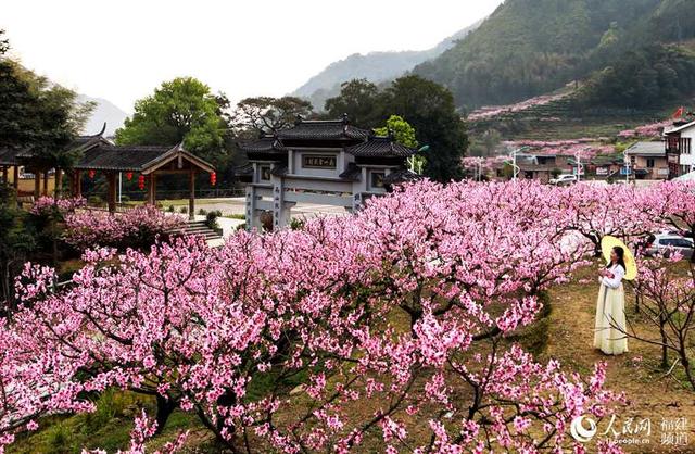 宁德福安漫山桃花醉游人